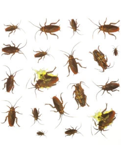 20er Pack Kakerlaken Aufkleber
