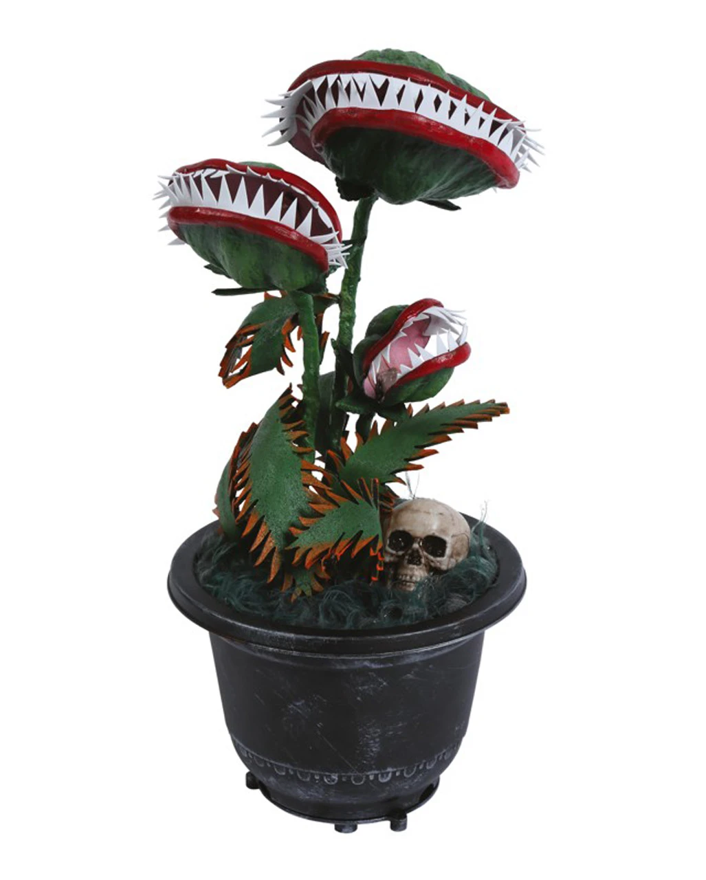 Zubeißende Venus Fliegenfalle 36cm